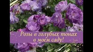Розы в голубых тонах в моем саду.