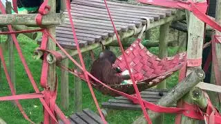 Lunch at height with Tuan's orangutan group[