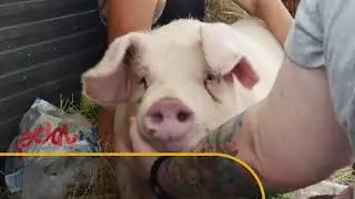 Animal Legal Defense Fund Lawsuit Shuts Down Florida Backyard Slaughter Operations
