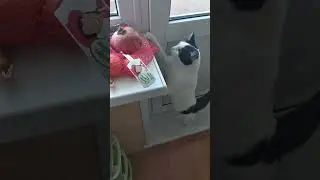 Кошка Мурка прыгает за мандаринами - Murka the cat is jumping for tangerines