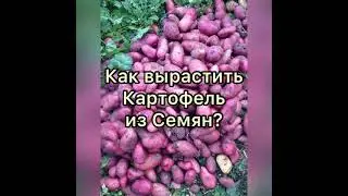 Продолжение... рассада картофеля супер-супер элита