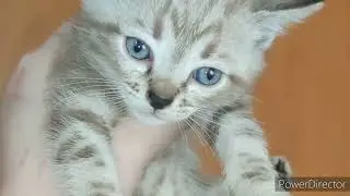 Очень интересная история.... Котята не бенгала.