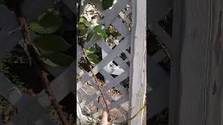 Небольшой секретик для плетистых роз)