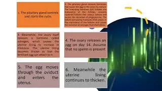 SCIENCE 10 3Q MELC 2:LAS 2 FEEDBACK MECHANISM-MENSTRUAL CYCLE