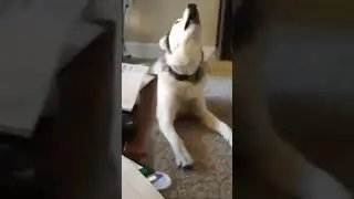 Doggo and Zerubabel mola   #shorts #ethiopianmusic  #ethiopian #ethiopianmovie #dog #ebs