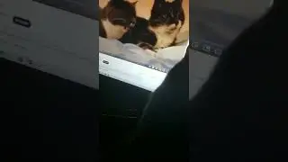 play cat meowing to each other to my cat