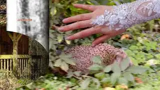 🍁 🍁 Herbst 🍁 🍁