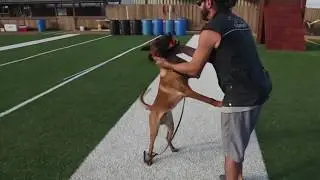 Protection dogs I Защитные собаки