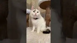 #анукадавайка