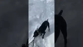 Акт вандализма #жиганец #питбульграф