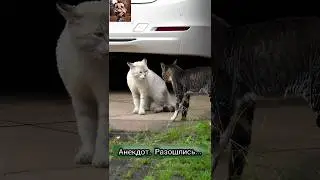 Анекдот. Разошлись...
