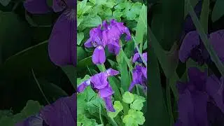 Ирисы цветут 💐 #цветы #лето / Irises are blooming 💐 #flowers #summer