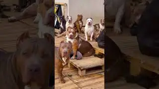 pitbull vs doberman, English mastiff, Akita 