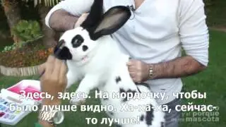 Кролики-шутка Марионны