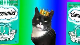 what goes on inside my cat’s head