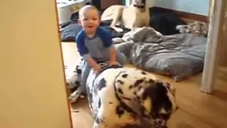 Bebek ve köpeklerin harika dostluğu