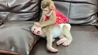Two orphaned baby monkeys Xuka and Tina take care of each other, so pitiful.