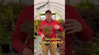 Dwarf Red Japanese Maples Are Amazing! 