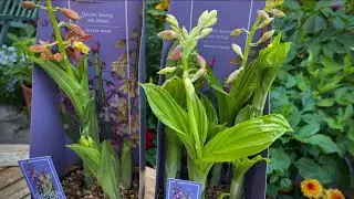 ОРХИДЕИ КАЛАНТА для САДА/  CALANTHE ORCHIDS