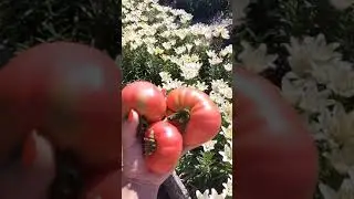 Вкусные помидоры на Урале