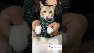 Espero les guste mi baile #viral #gatos #michi #shortvideos #cat #michis #shorts #parati #cats #pets