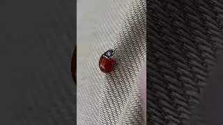 Божья коровка моется 🧽 утром