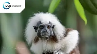 Saving Colombia's cotton-top tamarin