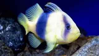 Facts: The Barred Soapfish