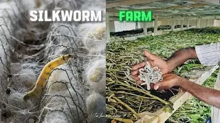 This is How Silk is Made|Silk making factory|to.know.how?#making #viral #shorts