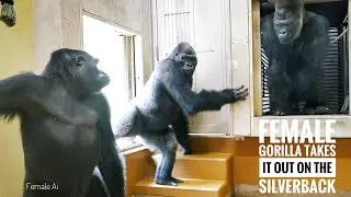 Miffed Female Gorilla Tries to Splash Water on The Silverback | The Shabani's Group