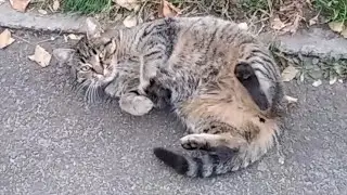 Кот