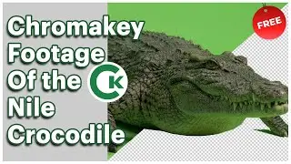 Nile Crocodile Green Screen Footage | Chromakey Animal Assets