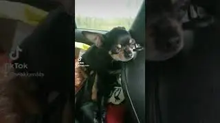 устала собака