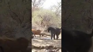 BABOON BOW HUNT!! 