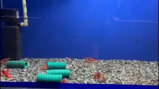 Red Crayfish feed are popular are combinations of hikari algae wafers