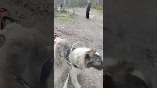 Агрессия Кавказской овчарки с незнакомыми людьми #animal #собака #dog  #doglover #animaldog