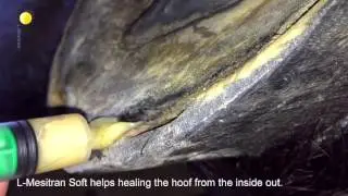 Hoof Abcess treated with a L-Mesitran Soft Syringe