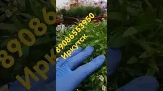 как сохранить сорт