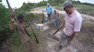 wild boar hunt with dogs