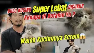 BULU KUCING PERSIA DICUKUR SAMPAI GUNDUL
