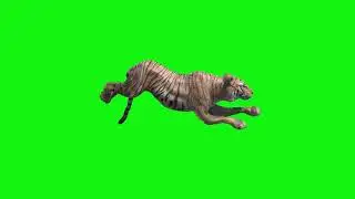 tiger green screen video footage run li b