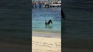 Пеликан взлетает с воды 