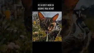 #бенгальскийкот