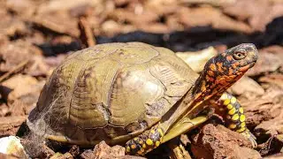 Eastern box turtle