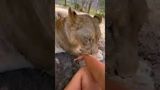 Needy Sahara
