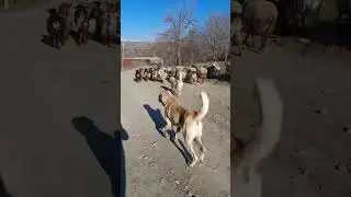 kangal və qurdbasar