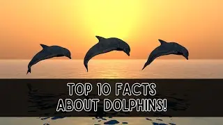 Top 10 Facts About Dolphins!