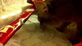 Cute Kitten Eats Candy Cane