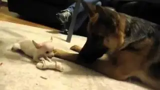 Как чихуахуа кость защищала