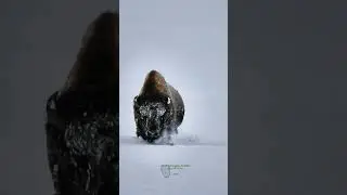 Snowy BISON Powering Through DEEP SNOW | Awe-Inspiring Sight!